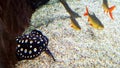 Xingu River ray,ÃÂ white-blotched river stingray, orÃÂ polka-dot stingrayÃÂ Potamotrygon leopoldi